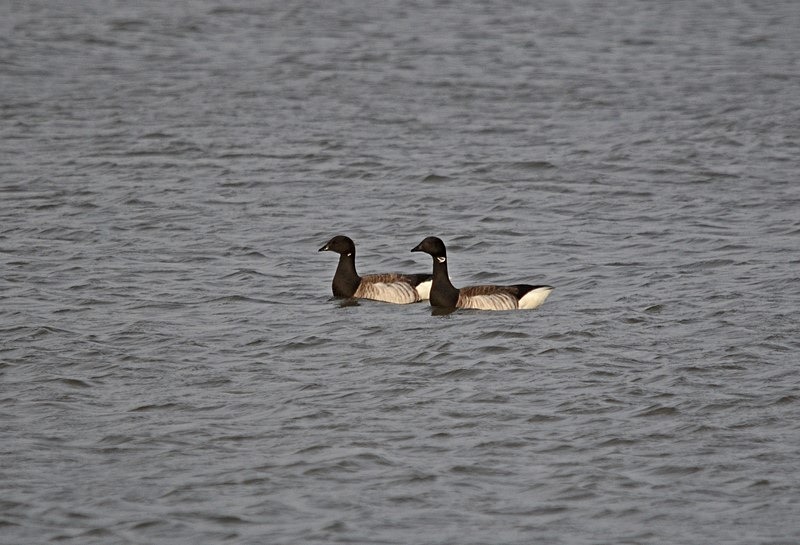 Pale-bellied Brent Geese - Ireland - January and February 2020