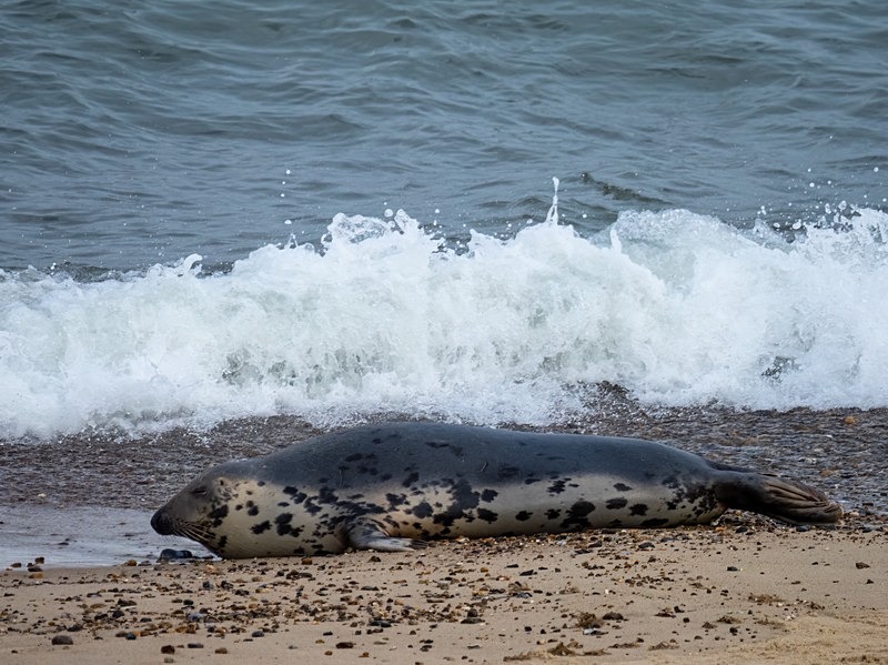 Atlantic Grey Seal - Atlantic Grey Seals