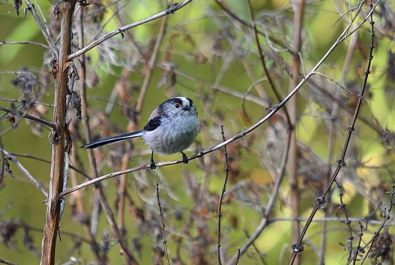 Long-tailed Tit - Tits
