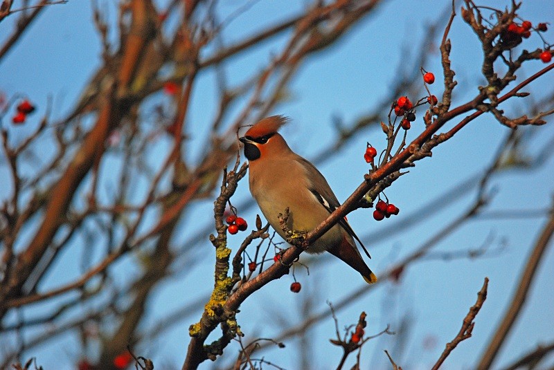 Waxwing - Waxwings