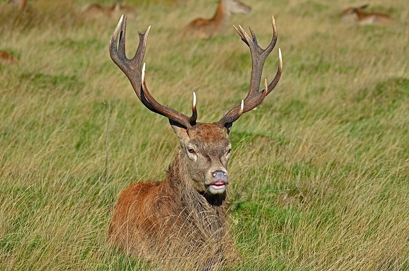 Red Deer - Red Deer