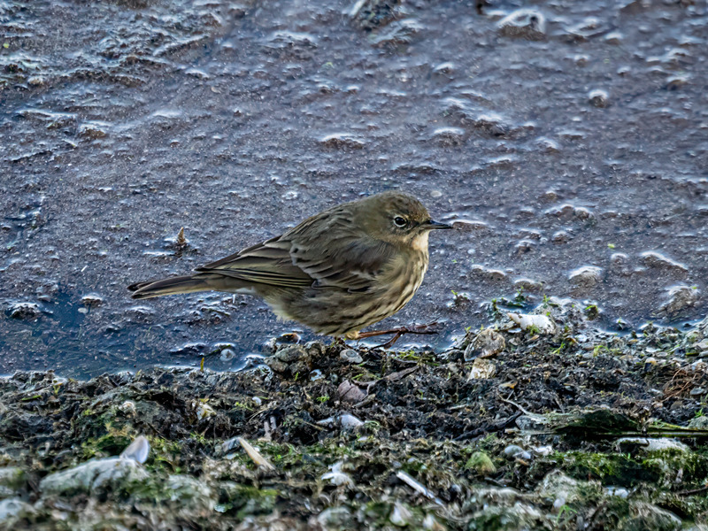 Rock Pipit - Latest photos