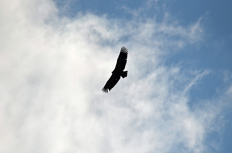 Black Vulture - South and west Spain - April and May 2012