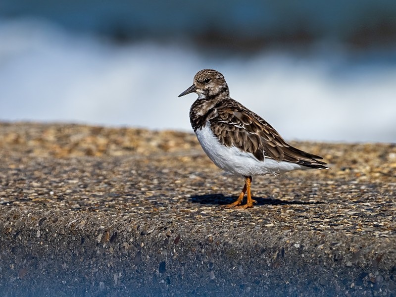 Turnstone - Sandpipers