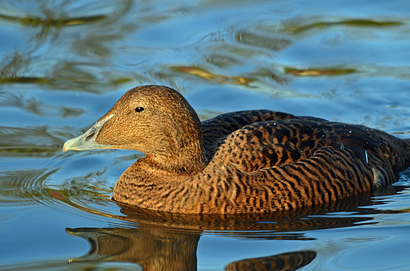 Eider - Diving ducks
