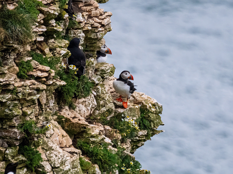 Puffins - Latest photos