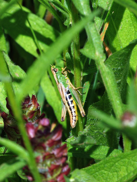 Meadow Grasshopper - Insects, beetles, spiders, etc.