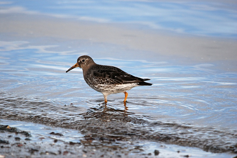 Purple Sandpiper - Norway