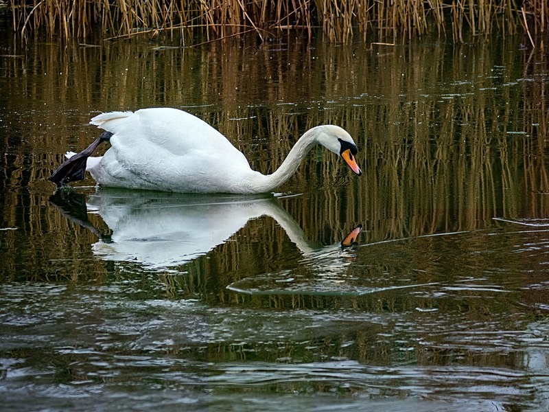 Mute Swan - Latest photos