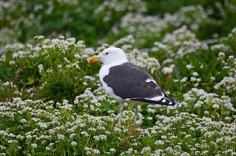 Great Black-backed Gull - North Norway