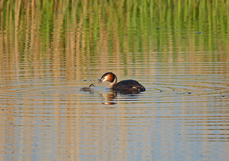 Great Crested Grebe - Grebes