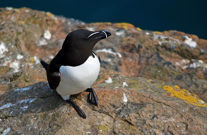Razorbill - Auks