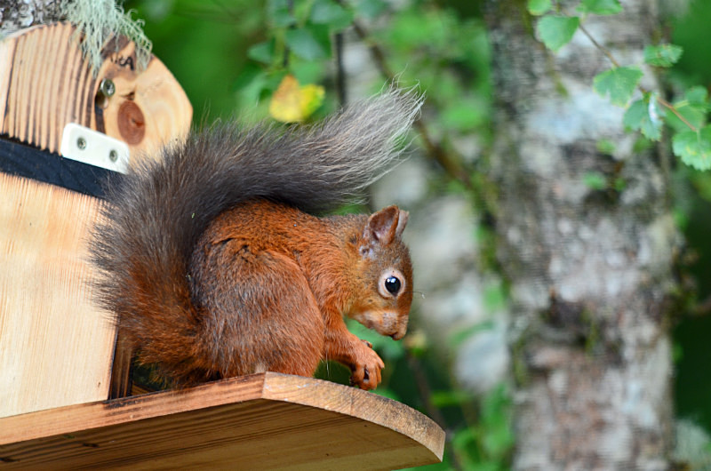 Red Squirrel - Red Squirrels