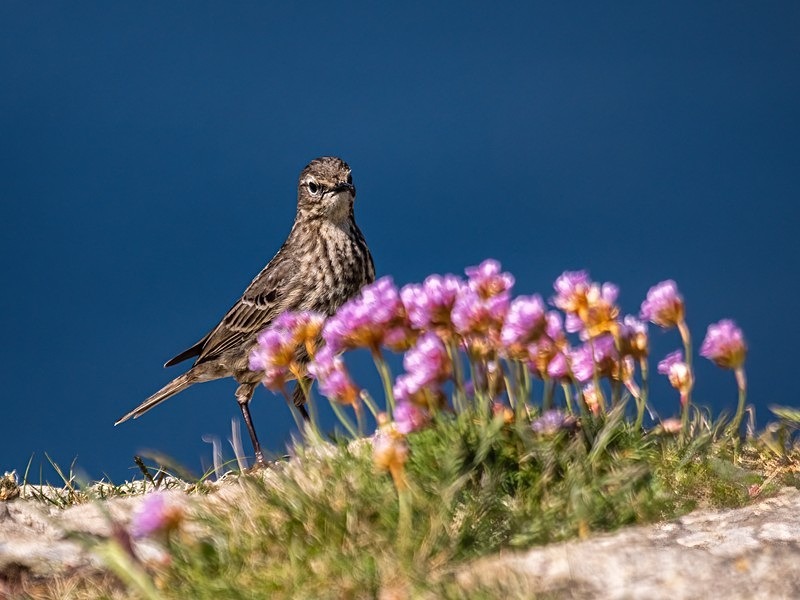 Rock Pipit - Pipits
