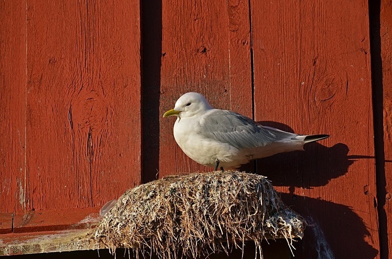 Kittiwake - North Norway