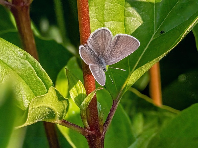 Small Blue - Butterflies