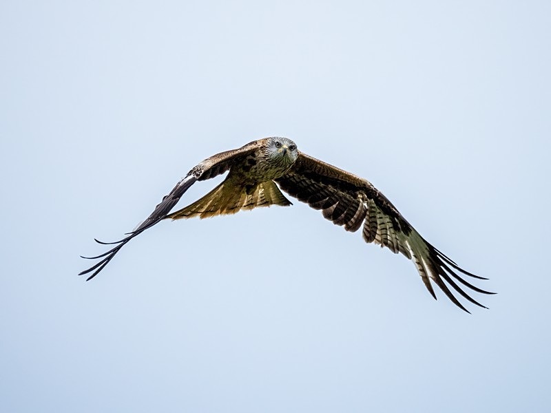 Red Kite - Birds of prey