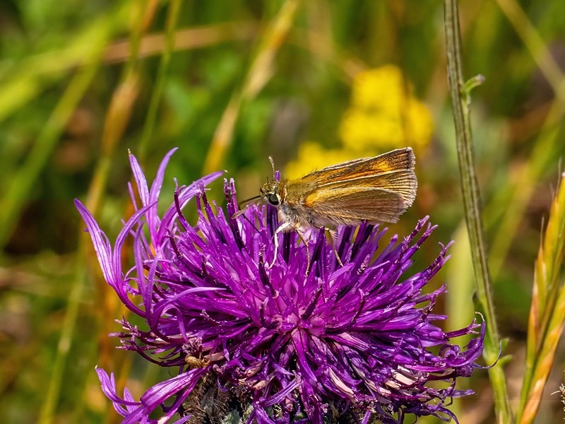 Lulworth Skipper - Butterflies