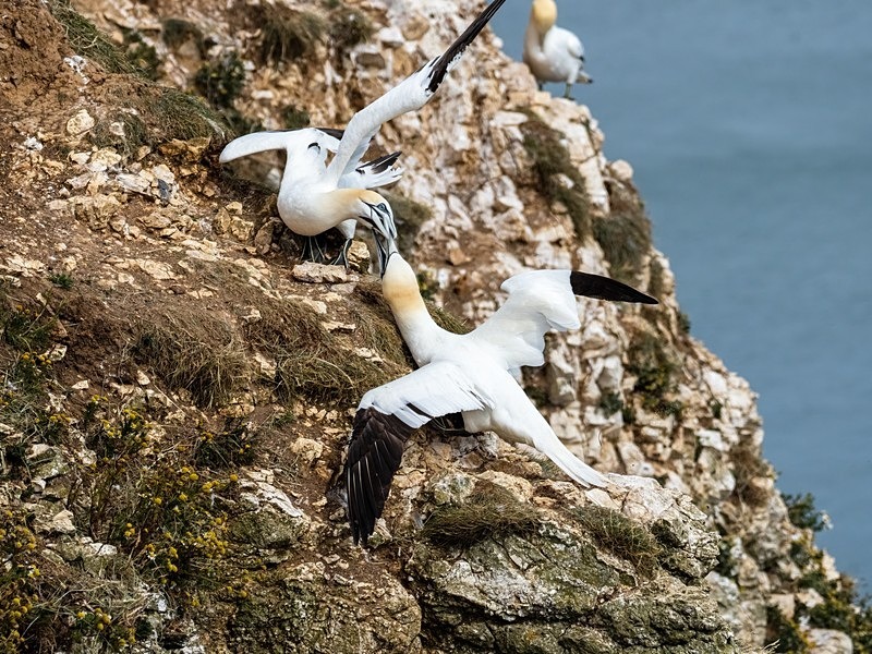 Gannets - Gannets