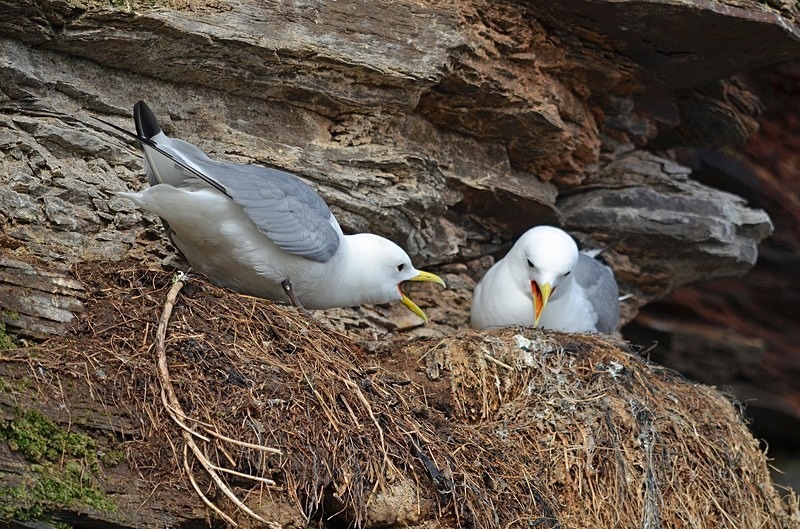 Kittiwakes - North Norway