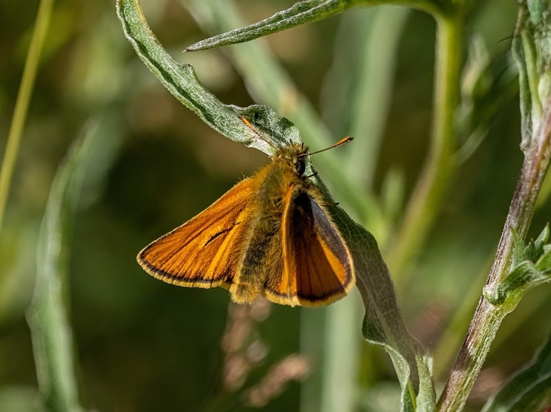 Small Skipper - Butterflies