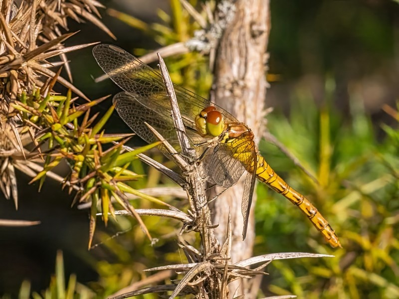 Common Darter - Dragonflies and damselflies