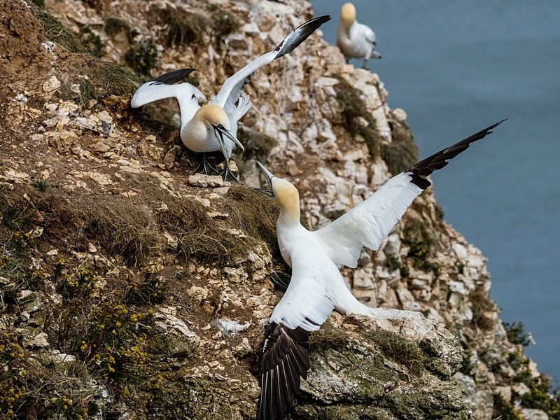 Gannets - Gannets