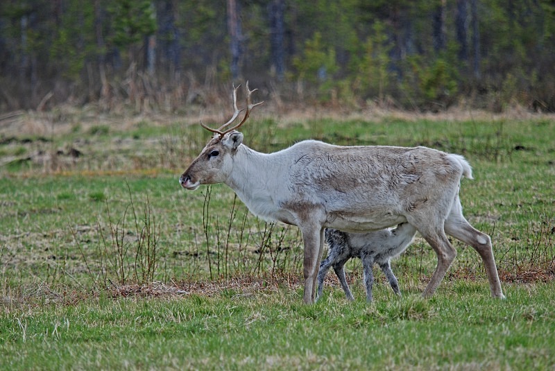 Reindeer - North Finland and north Norway - May and June 2009