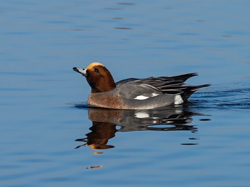 Wigeon - Dabbling ducks