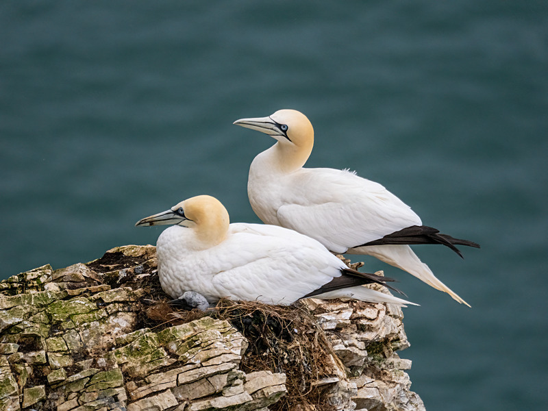 Gannets - Latest photos