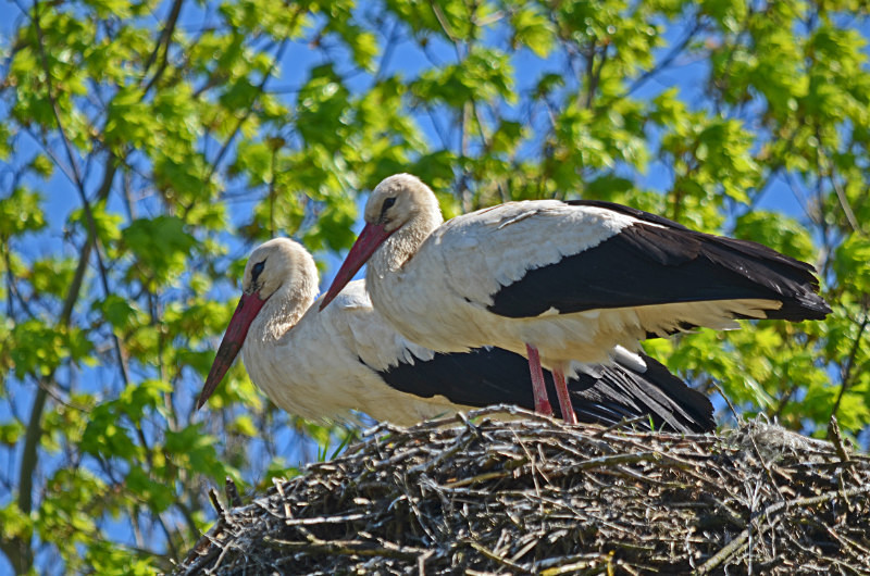 White Stork - Estonia