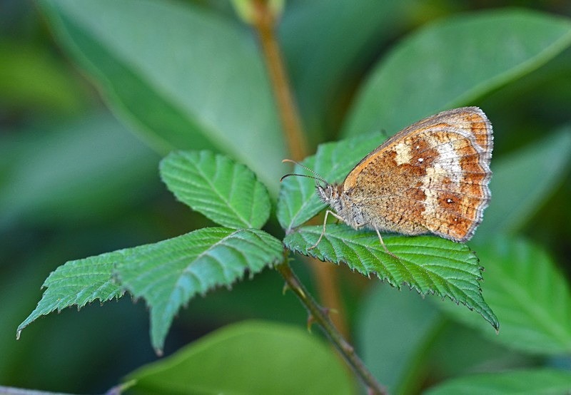 Gatekeeper - Butterflies