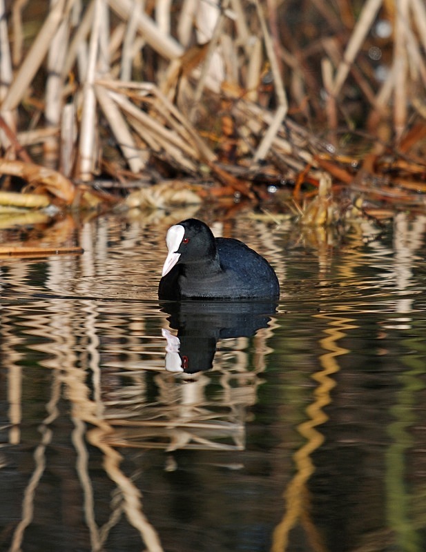 Coot - Crakes and rails