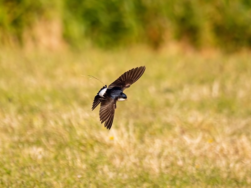 House Martin - Hirundines