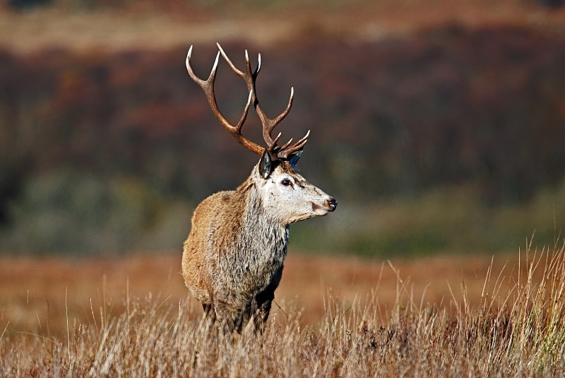 Red Deer - Red Deer