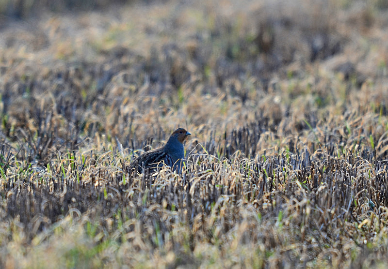 Grey Partridge - Game birds