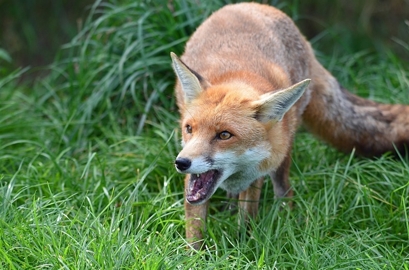Red Fox - Red Fox