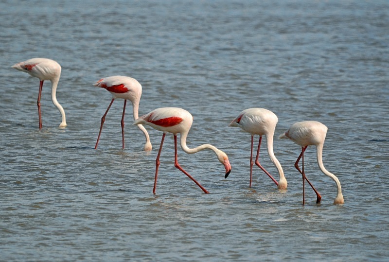 Greater Flamingos - South and west Spain - April and May 2012