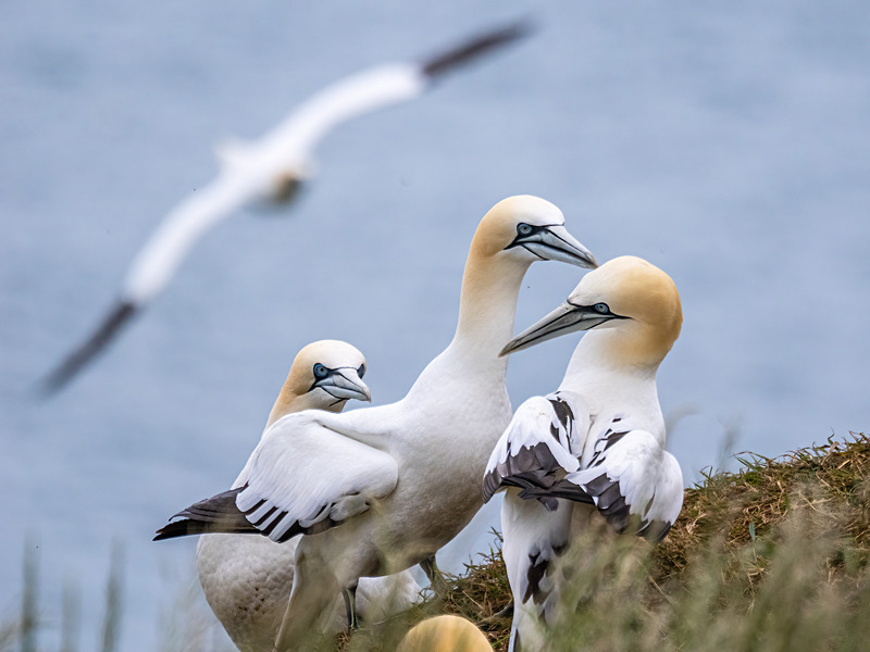 Gannets - Latest photos