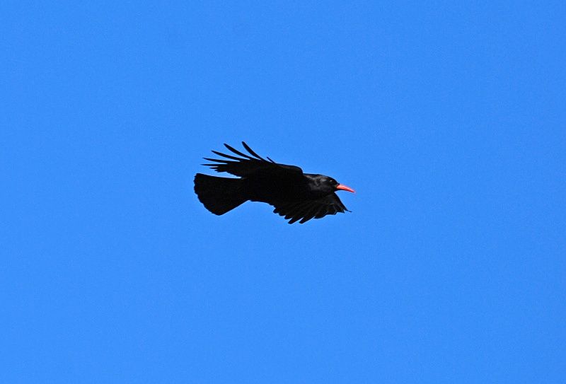 Chough - Crows