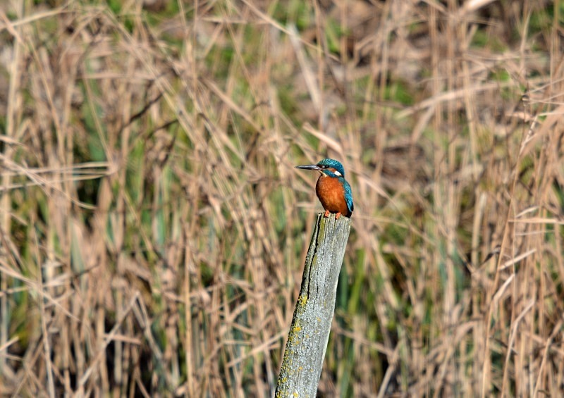 Kingfisher - Kingfishers