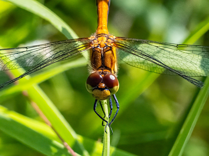 Ruddy Darter - Latest photos