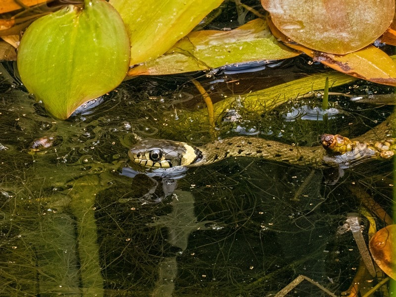 Grass Snake - Snakes