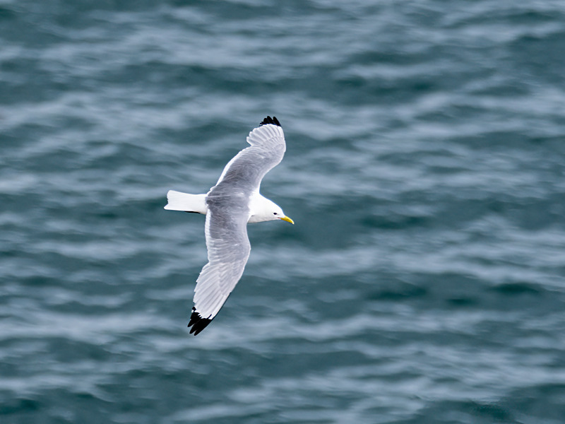 Kittiwake - Latest photos