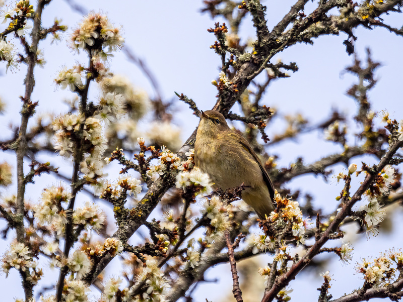 Chiffchaff - Latest photos