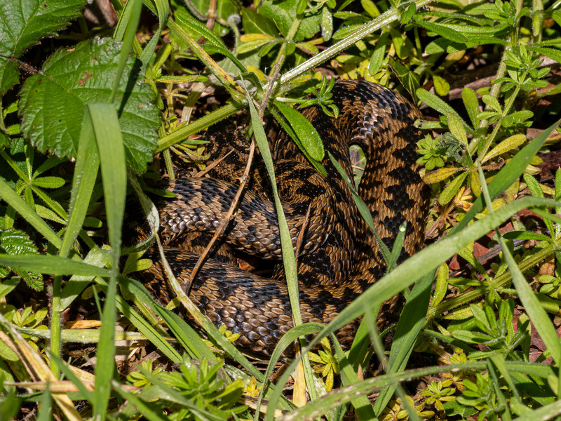 Adder - Latest photos