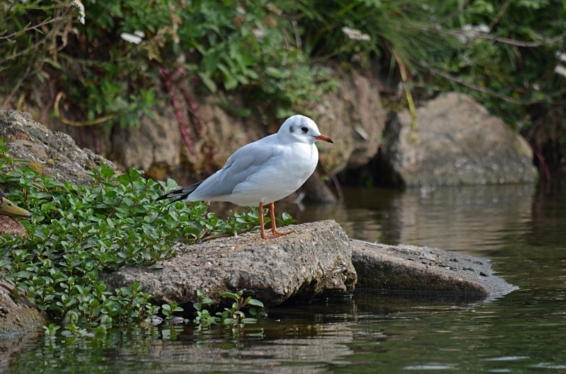Black-headed Gull - Gulls