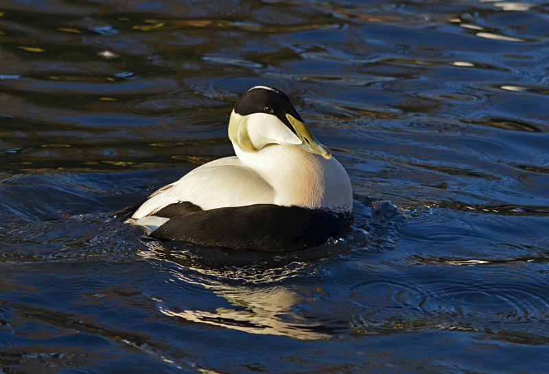 Eider - Diving ducks