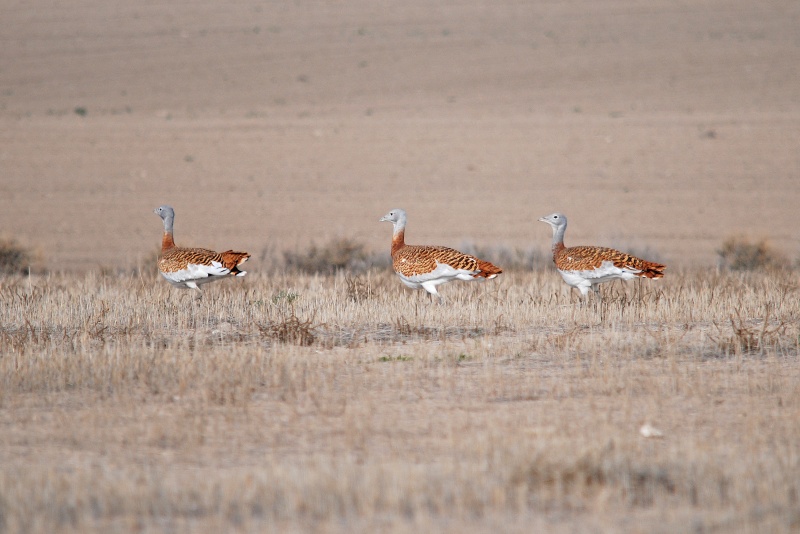 Great Bustards - Aragon