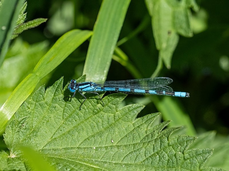 Common Blue Damselfly - Dragonflies and damselflies